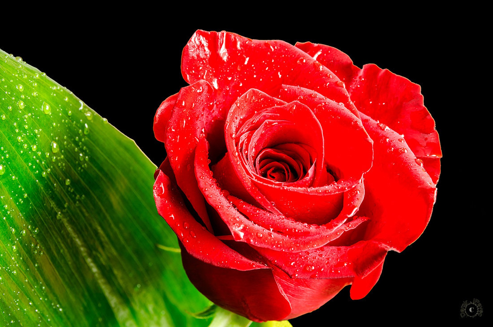 Red Rose by Damir Ipavec