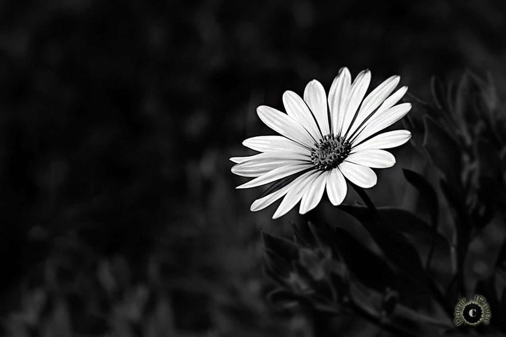 BW by Damir Ipavec