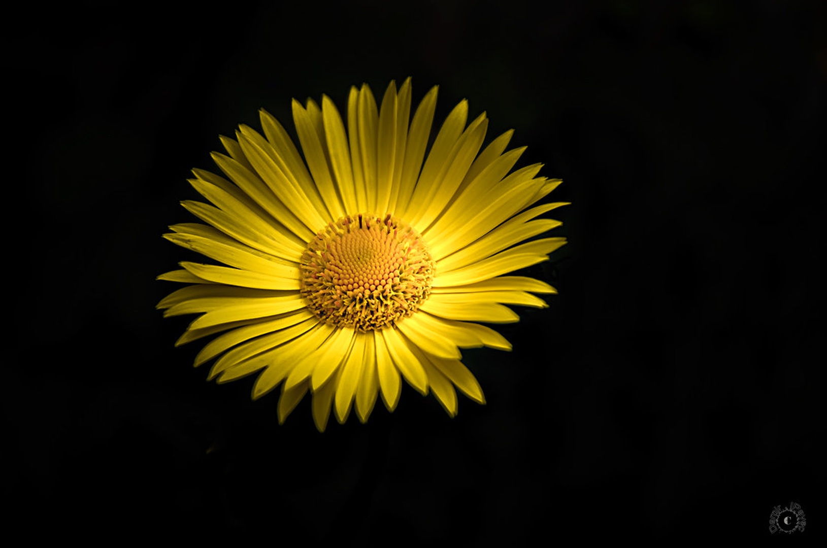 Yelow Flower by Damir Ipavec