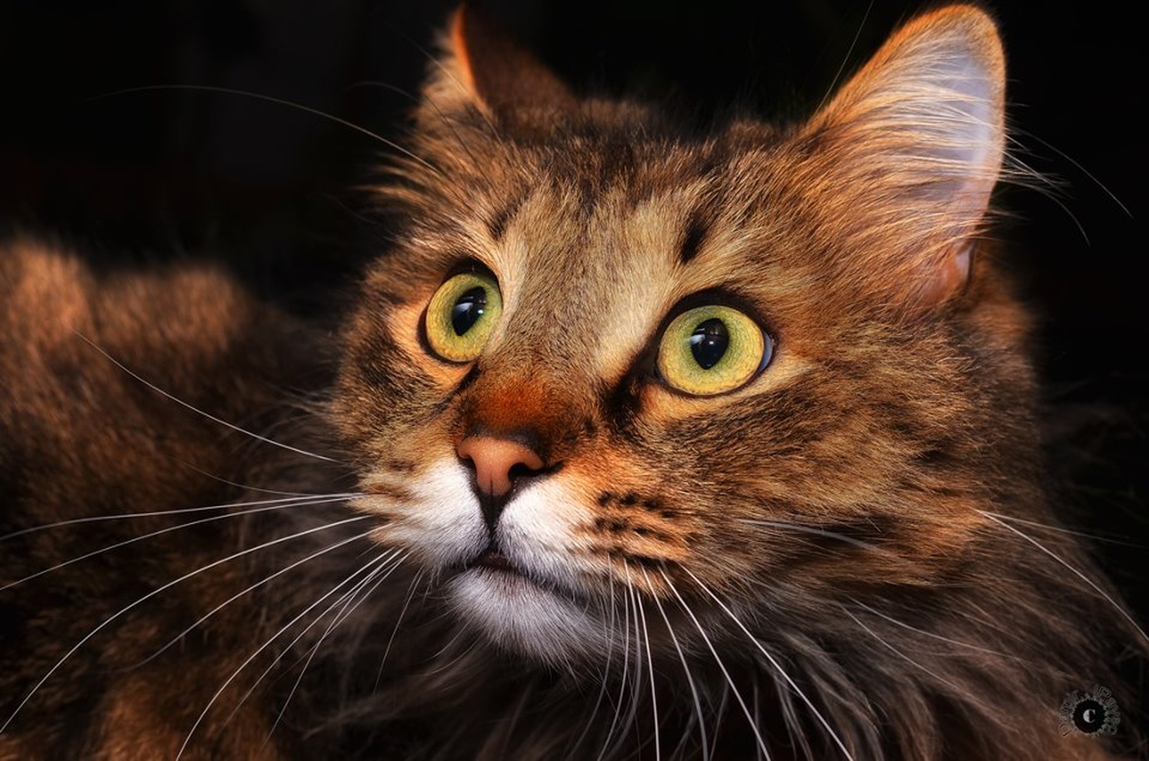 Cat by Damir Ipavec