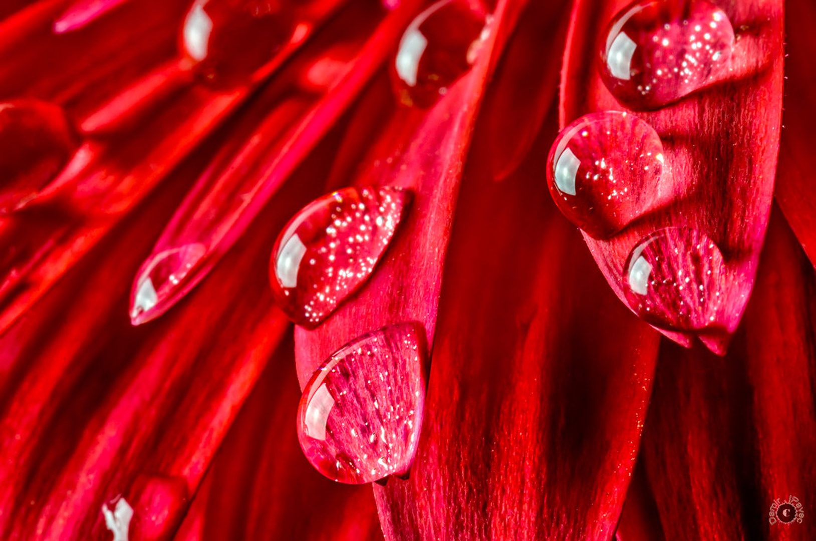 RED by Damir Ipavec