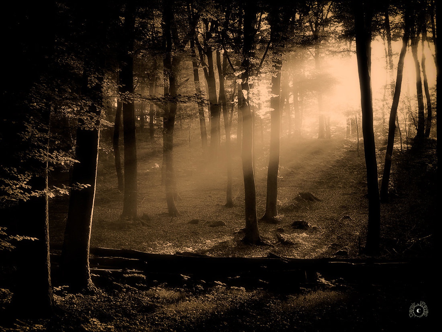 Light by Damir Ipavec