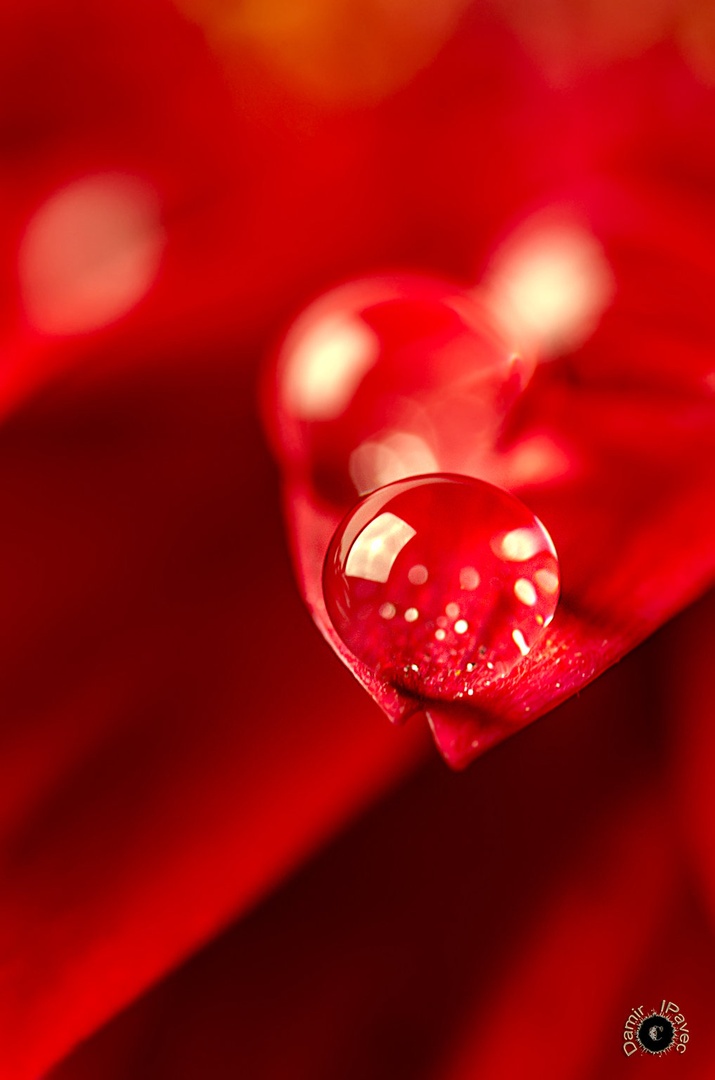 Red Drop by Damir Ipavec