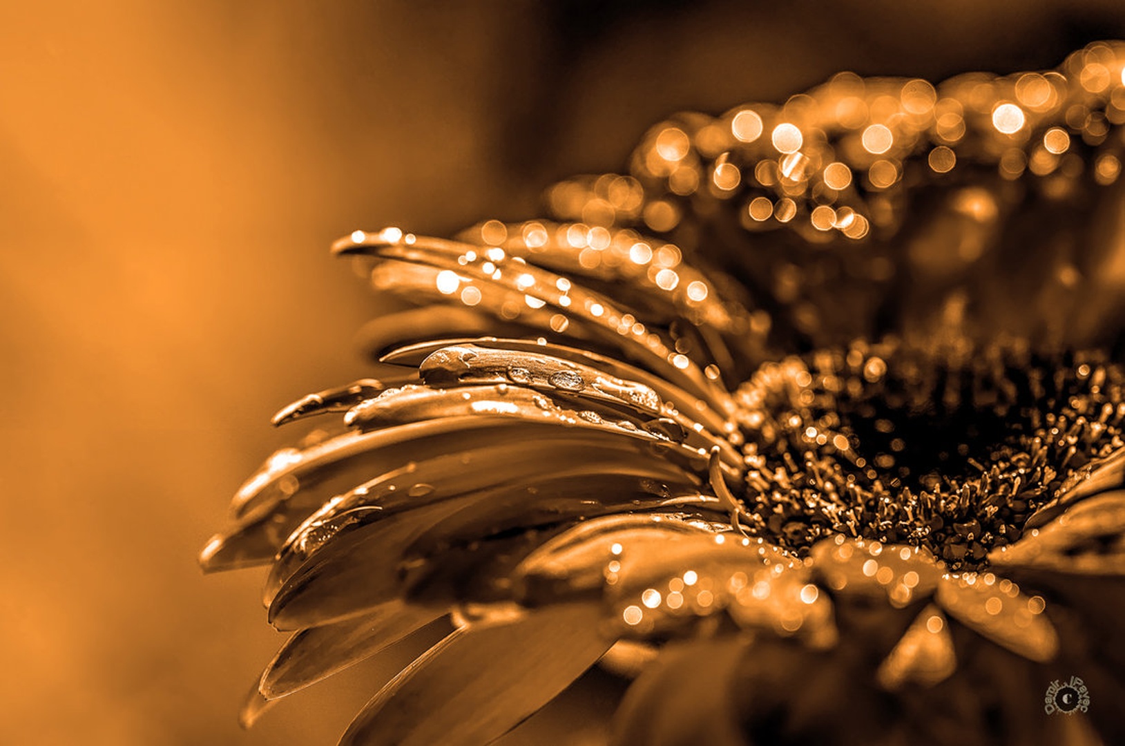 Gold by Damir Ipavec