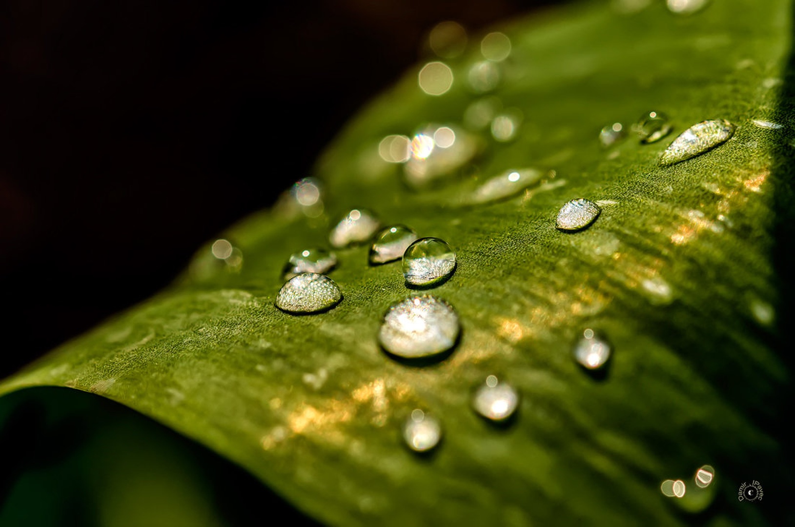 Drops by Damir Ipavec