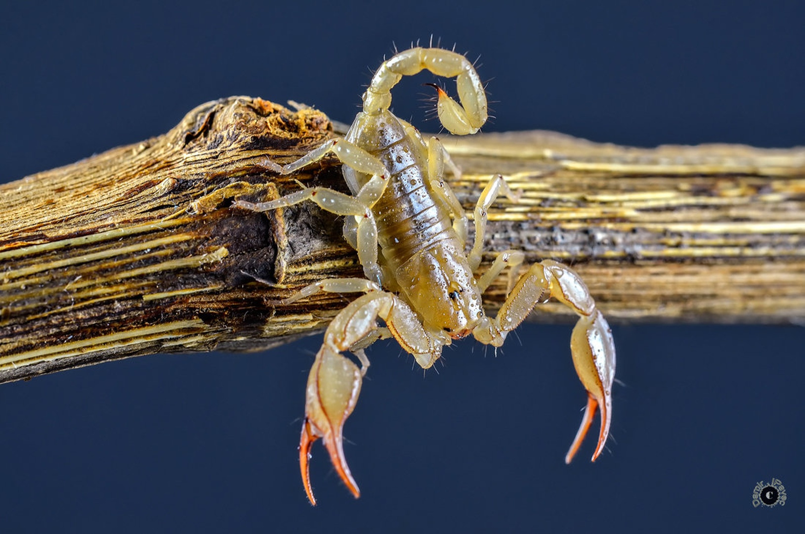 SCORPION by Damir Ipavec
