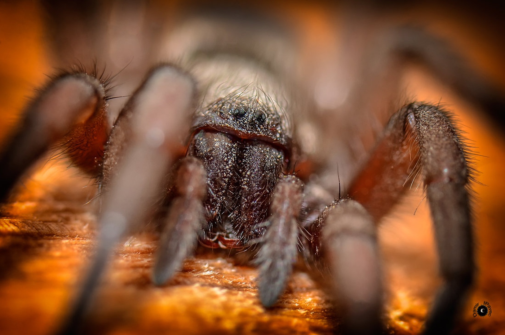 Spider by Damir Ipavec