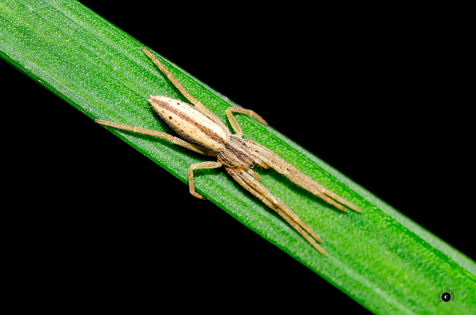 Mini spider by Damir Ipavec