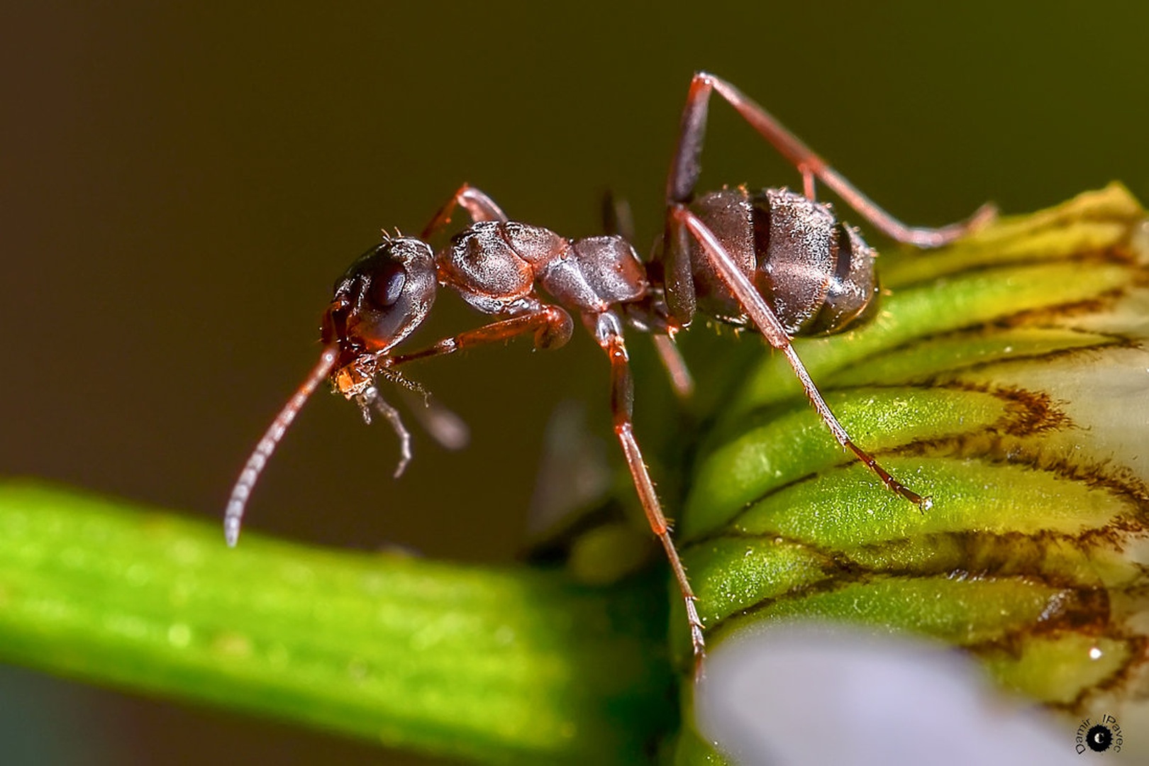 ANT by Damir Ipavec