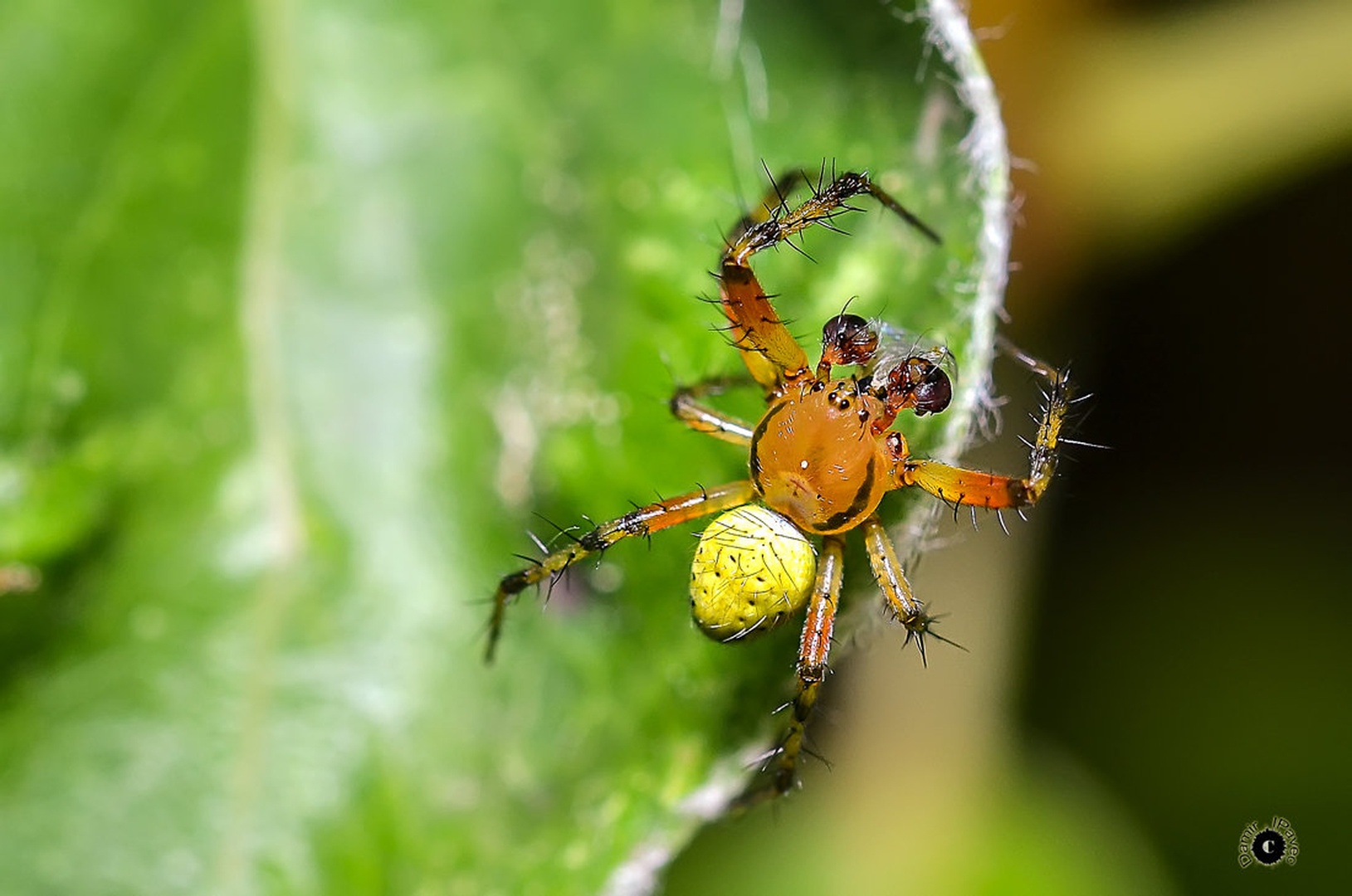 Spider by Damir Ipavec