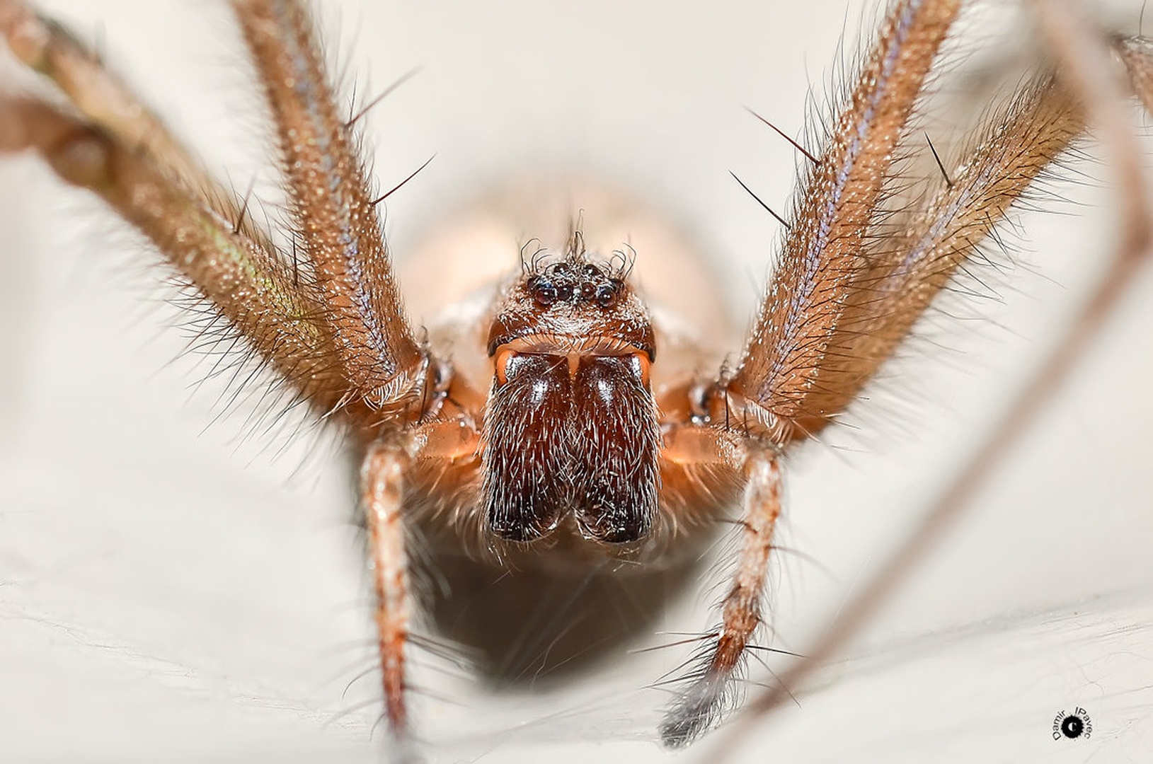 Arachnofobic by Damir Ipavec