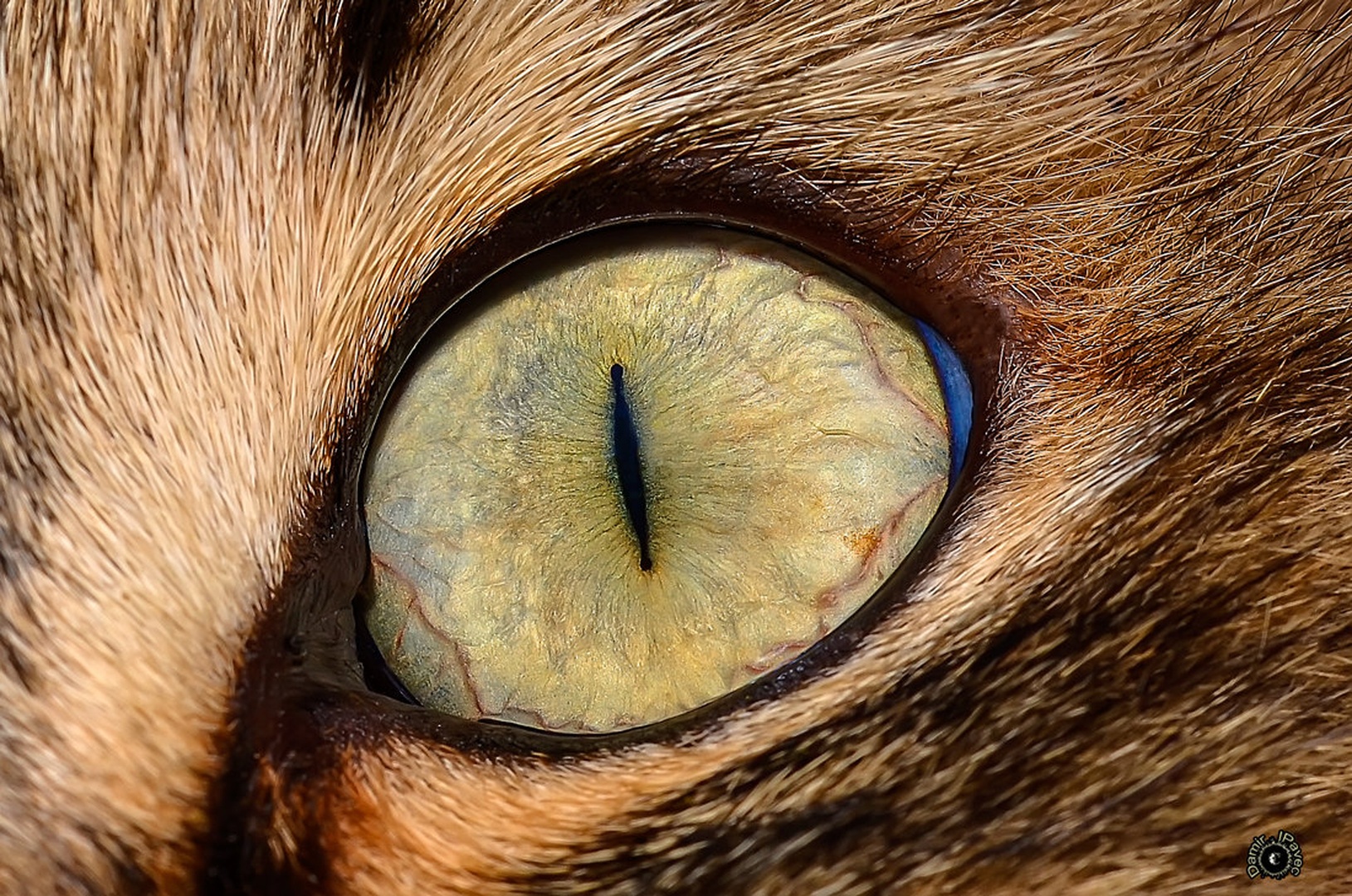 The eye by Damir Ipavec