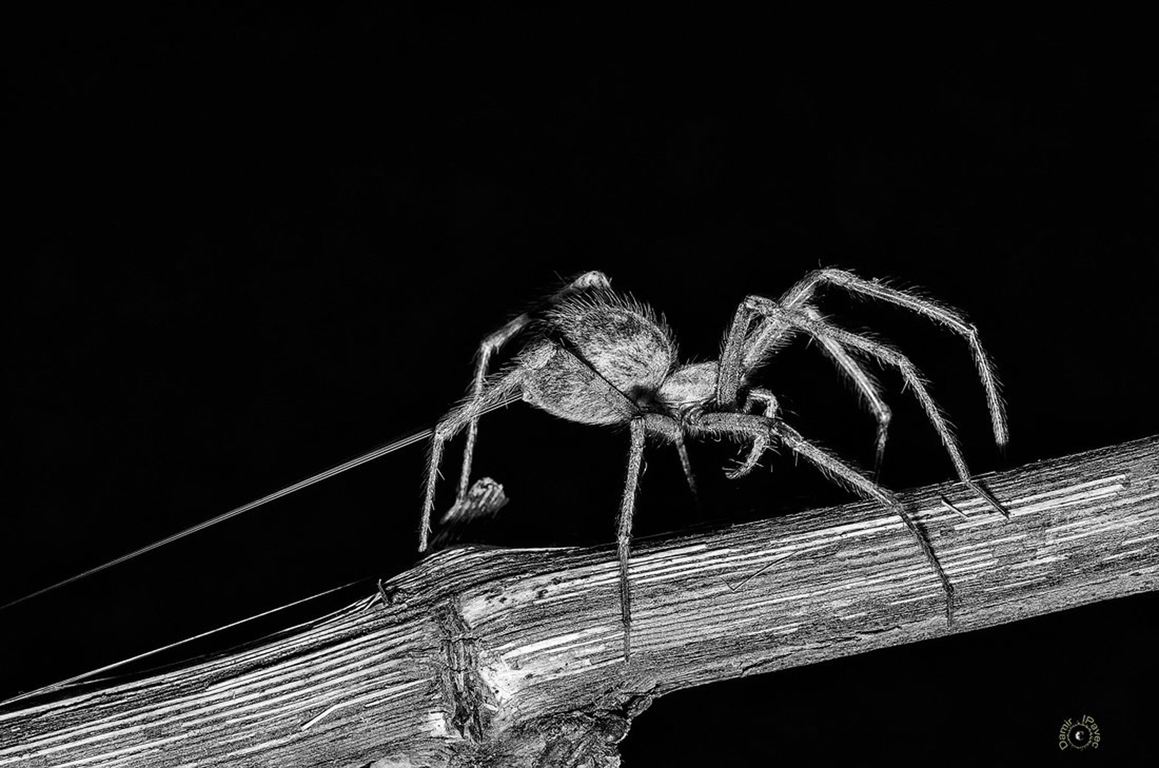 BW Spider by Damir Ipavec