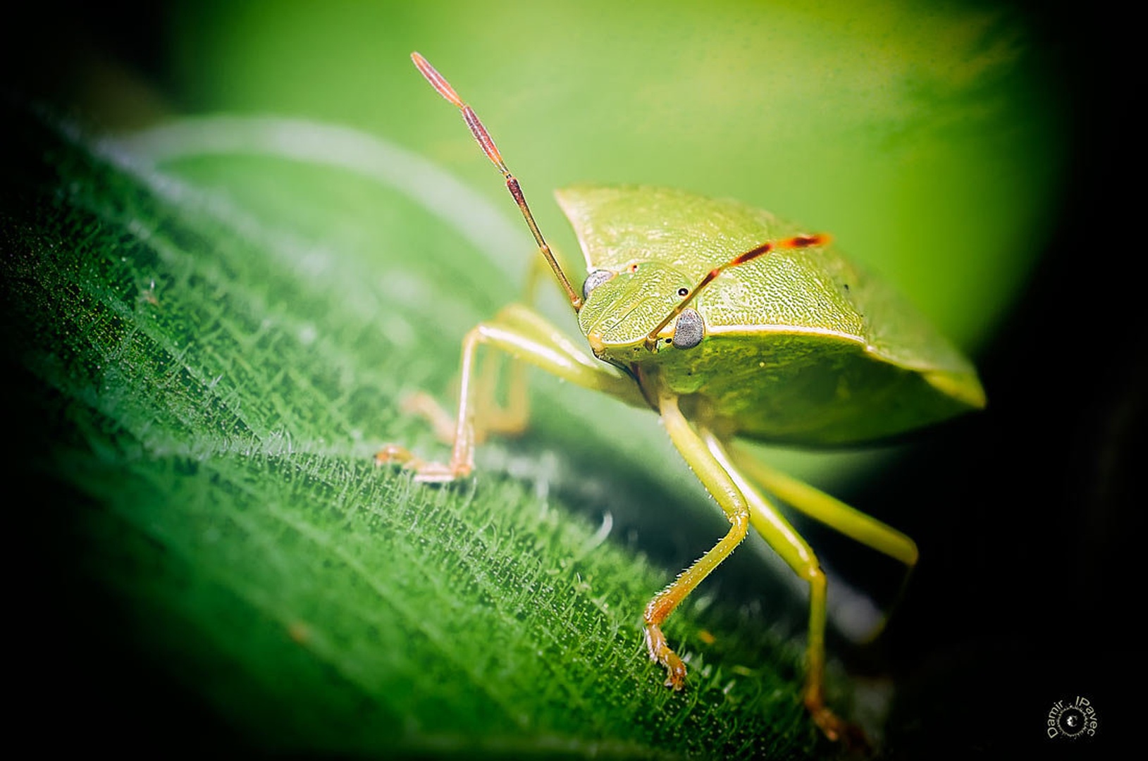 Ne me tikat... by Damir Ipavec