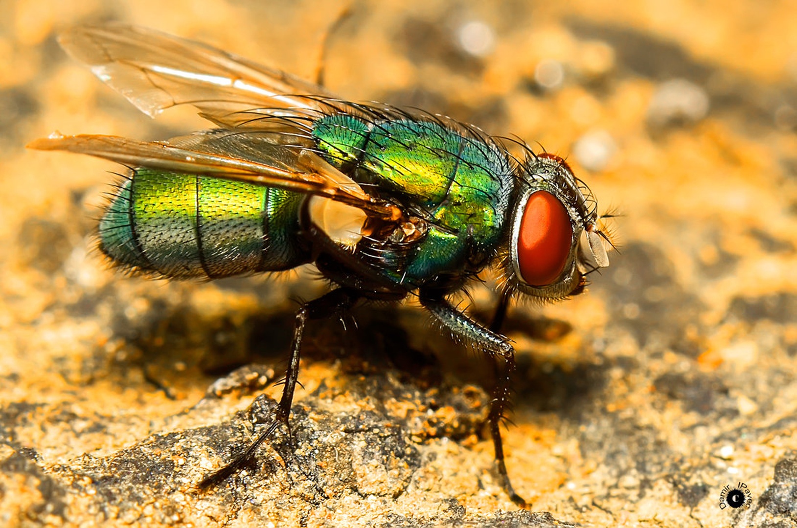 Green fly by Damir Ipavec