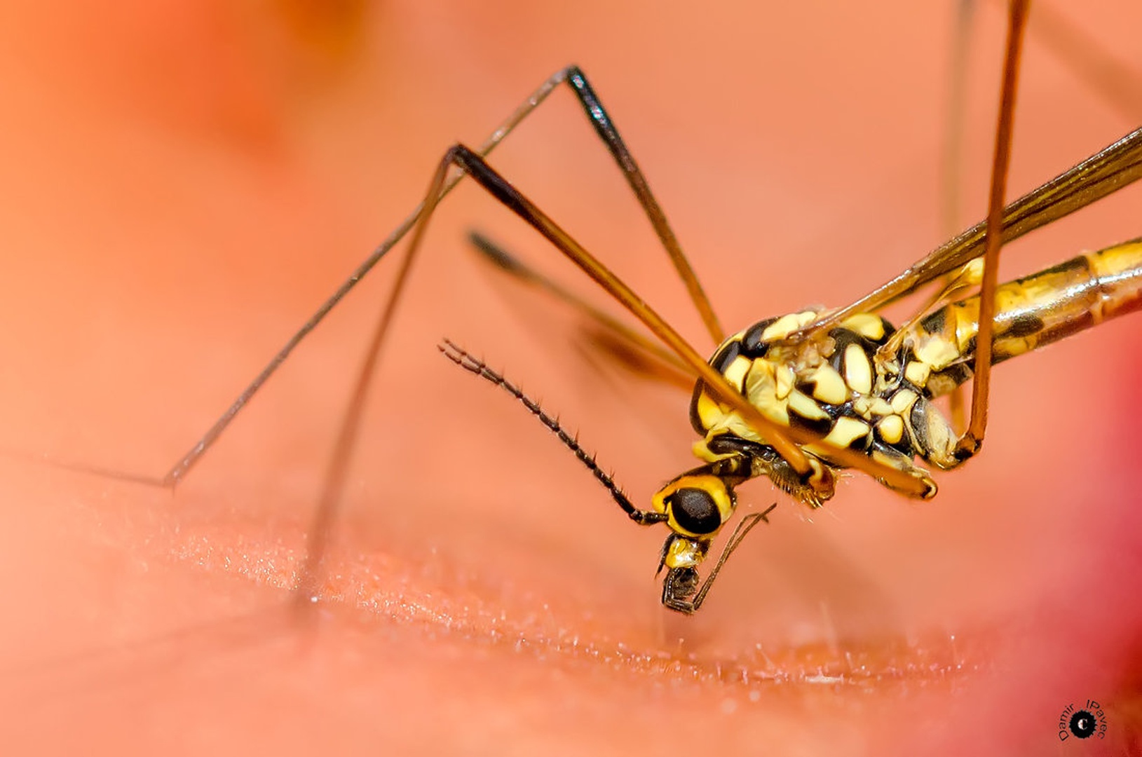Mosquito by Damir Ipavec