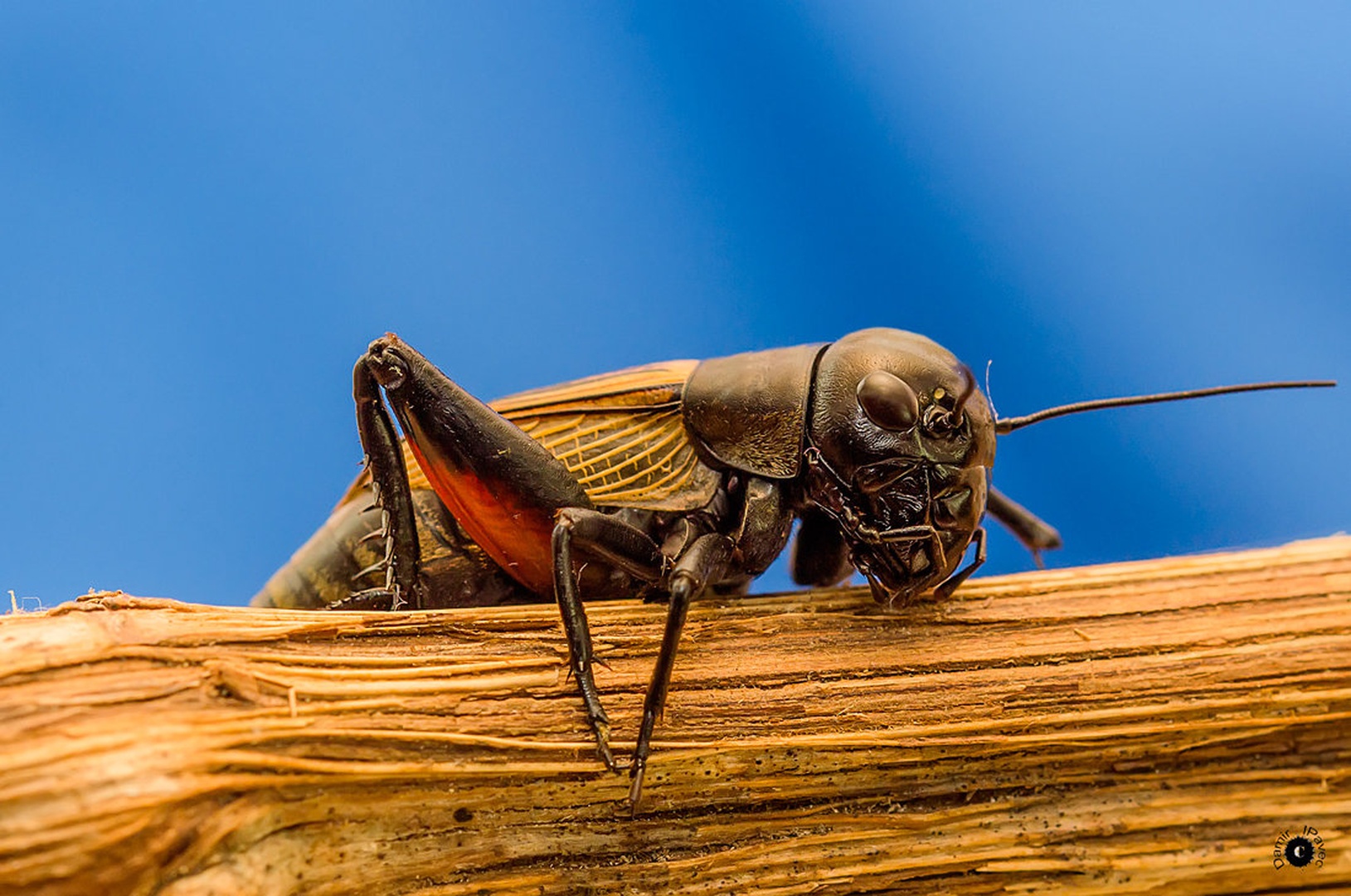 Gryllus campestris by Damir Ipavec