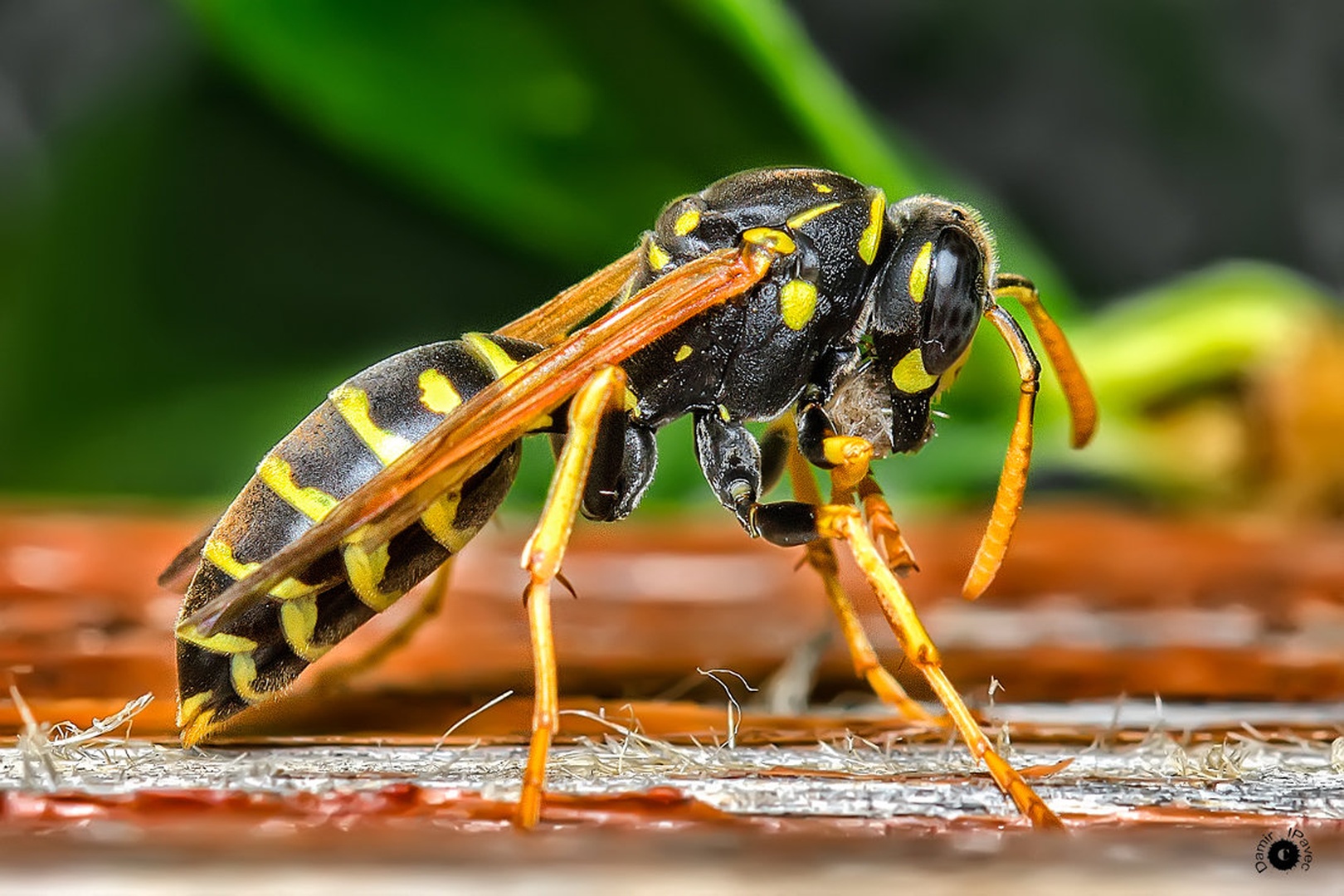 Vespula vulgaris by Damir Ipavec