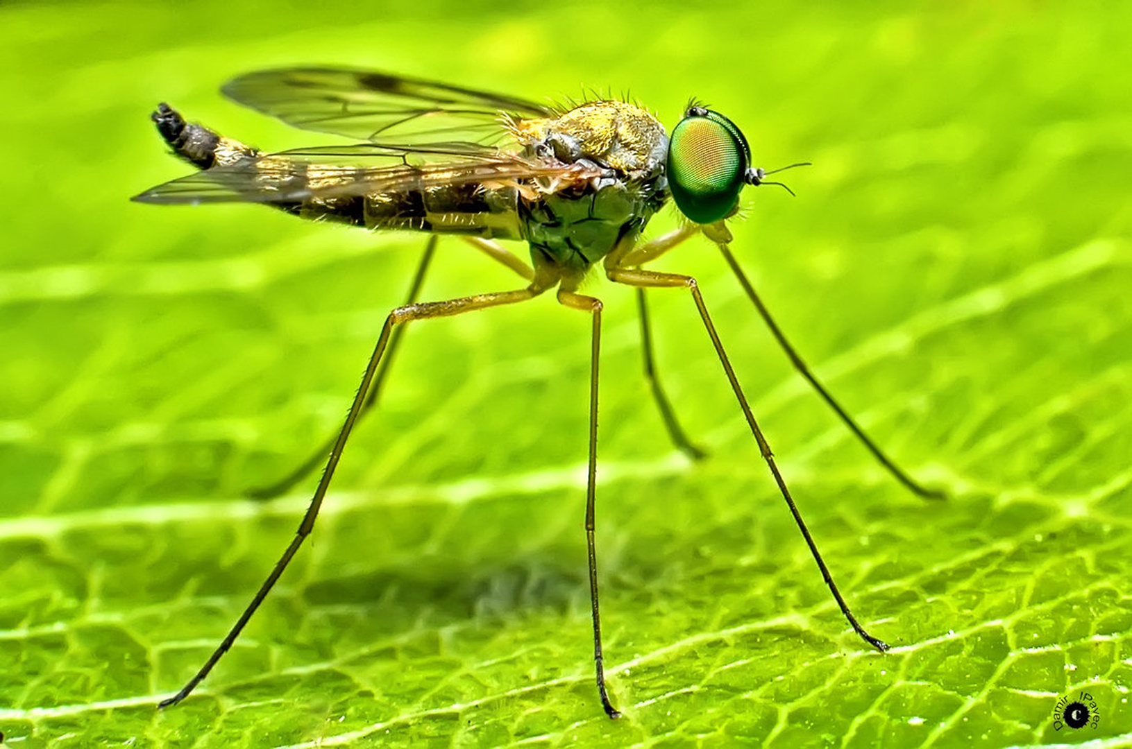 Mosquito Culicidae by Damir Ipavec