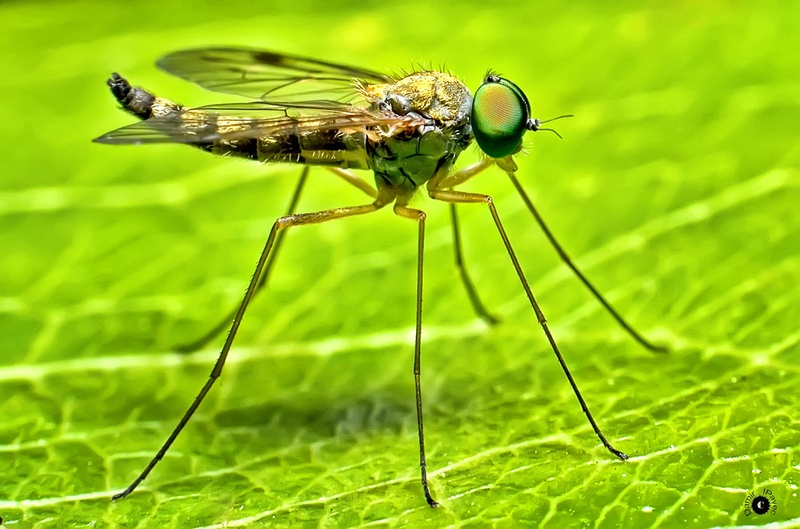 Mosquito Culicidae by Damir Ipavec