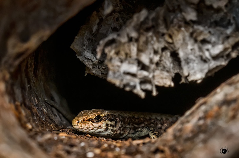 Lacerta agilis by Damir Ipavec