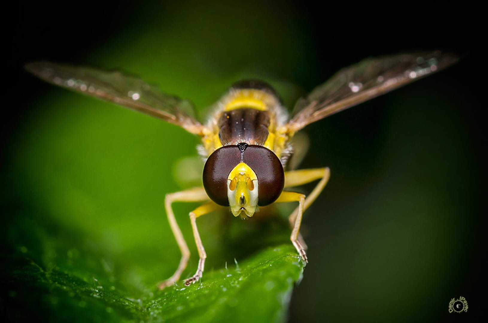 Myatropa florea by Damir Ipavec
