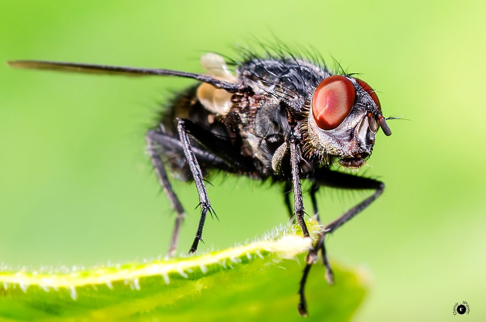Mosca by Damir Ipavec