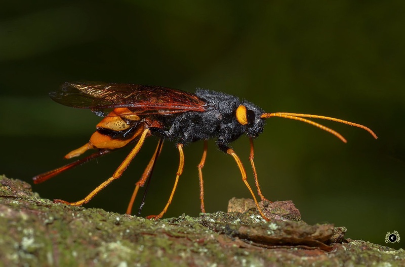 Yellow model by Damir Ipavec