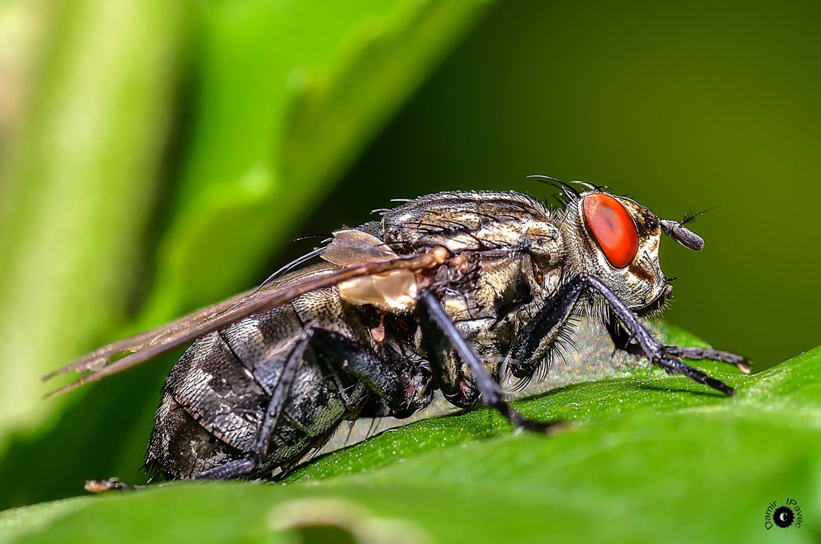 Mosca II by Damir Ipavec
