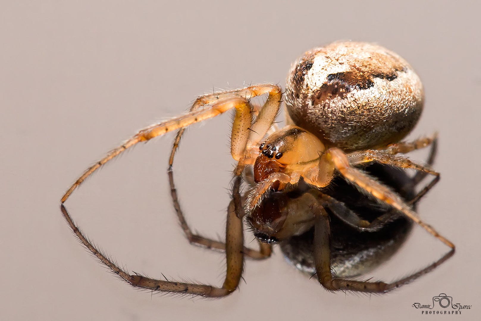 Spider by Damir Ipavec