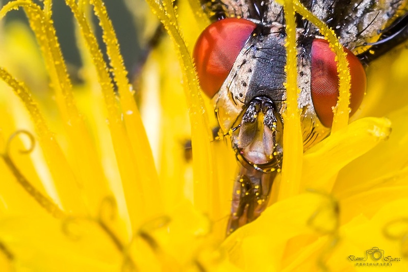 Yellow by Damir Ipavec