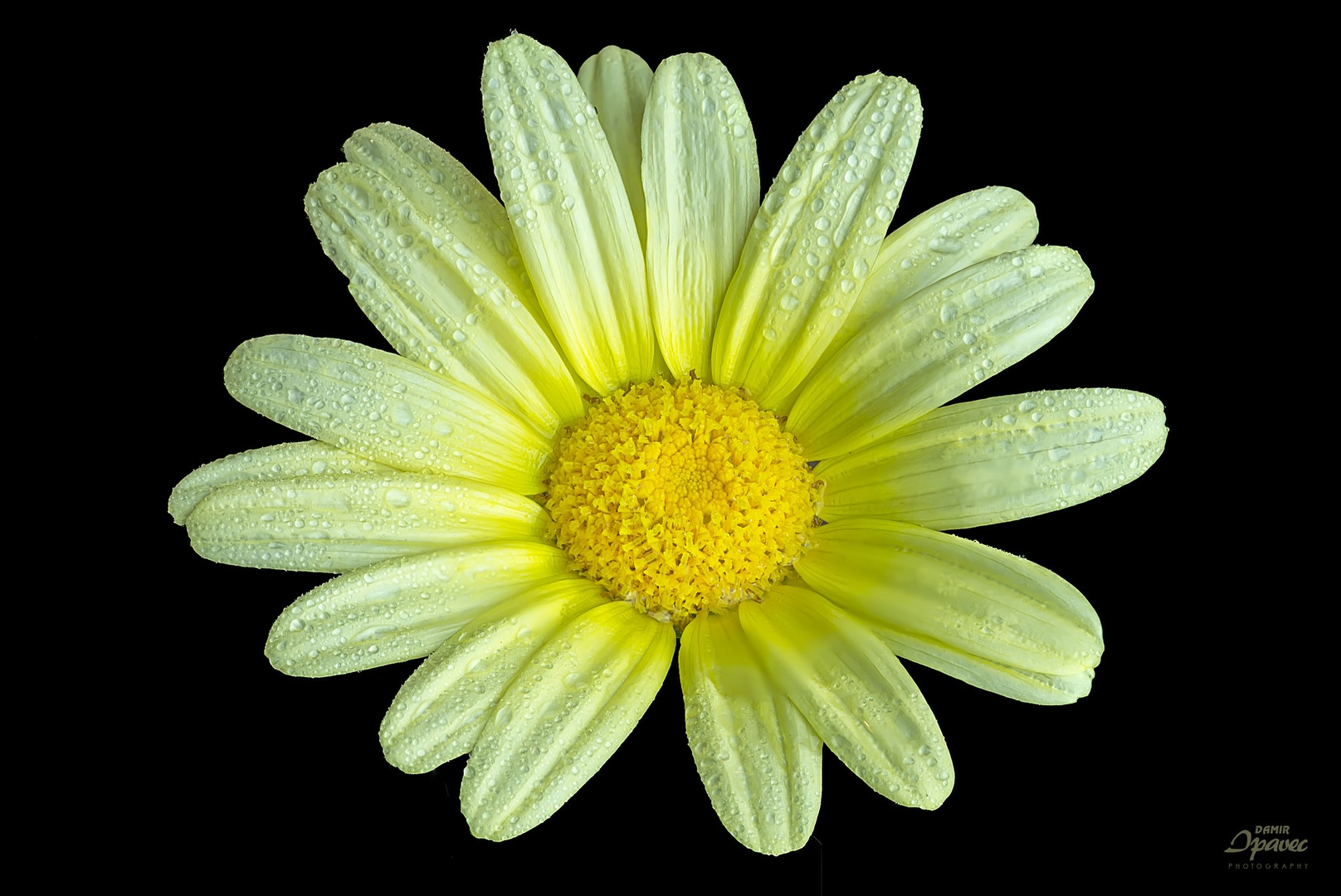 Yellow by Damir Ipavec