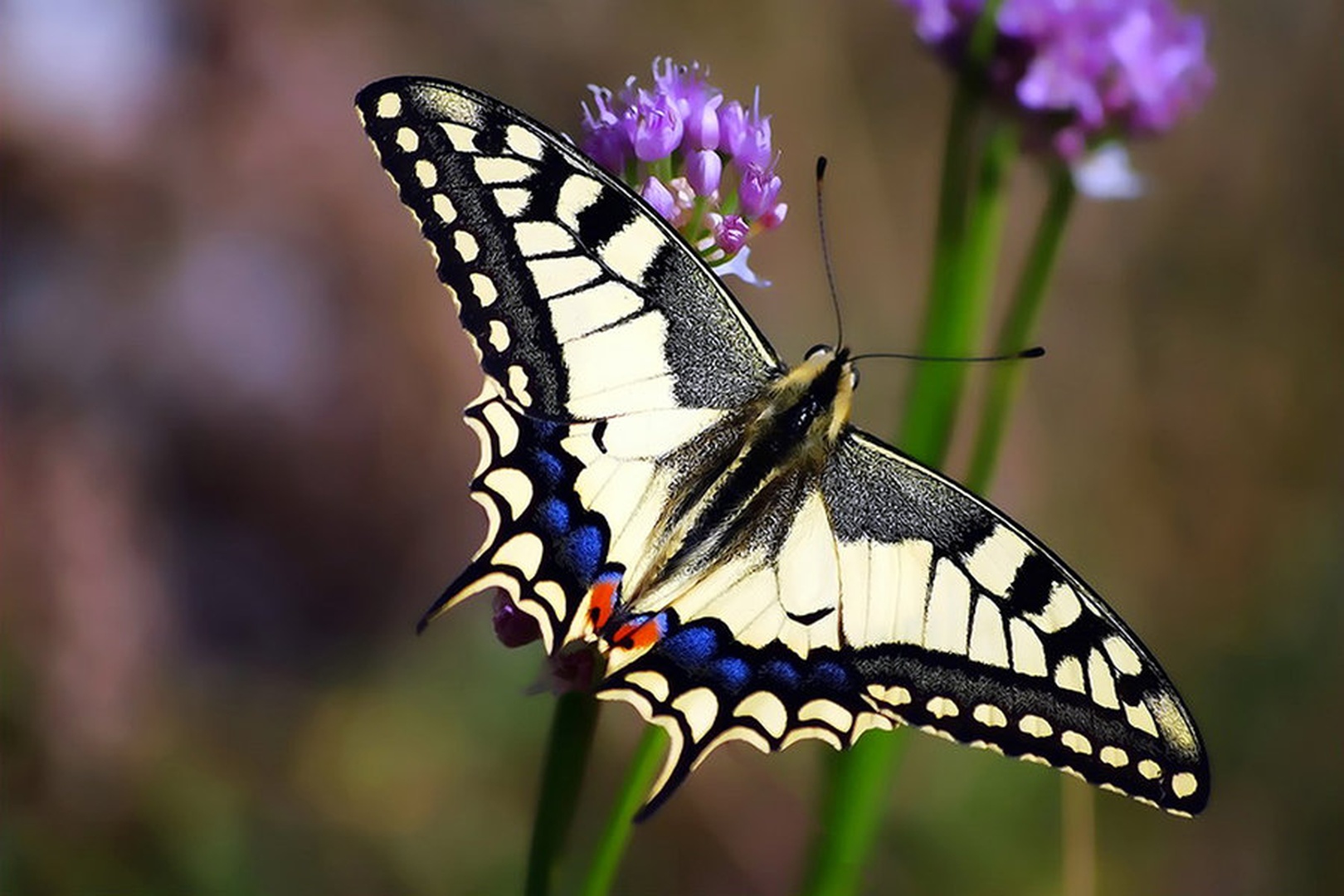 Papilio machaon by Damir Ipavec