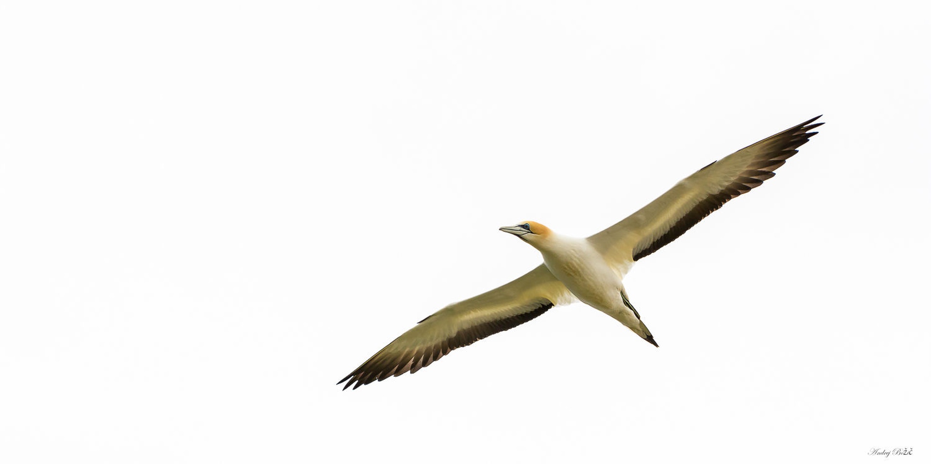 Gannet by Andrej