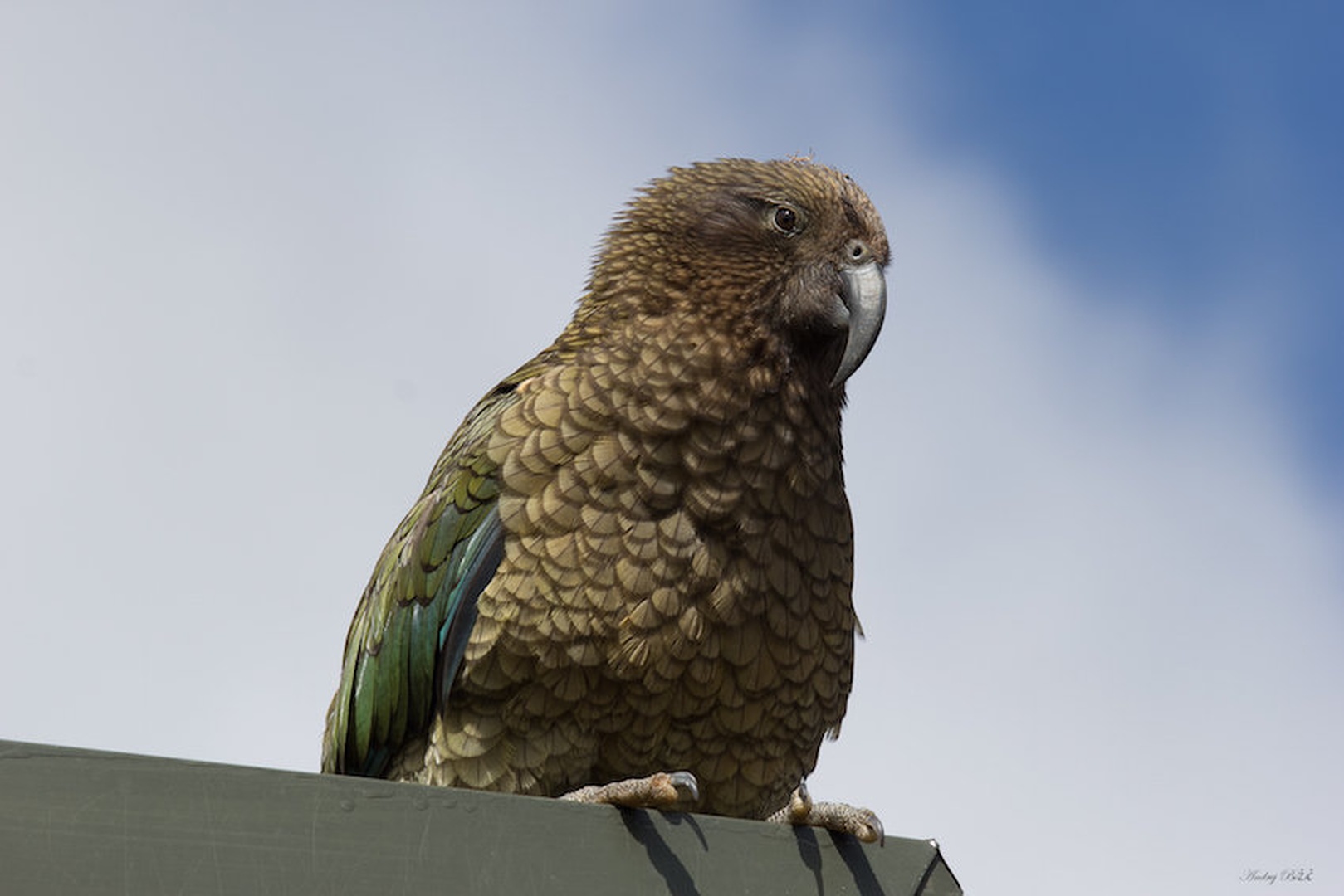 NZ Kea by Andrej