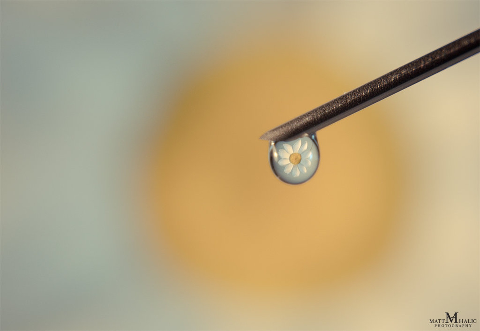 Flower drop by Matej