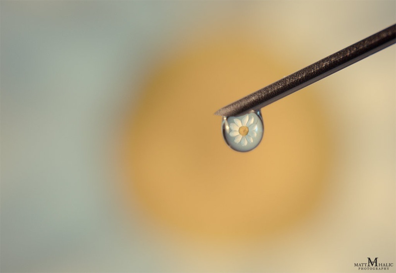 Flower drop by Matej