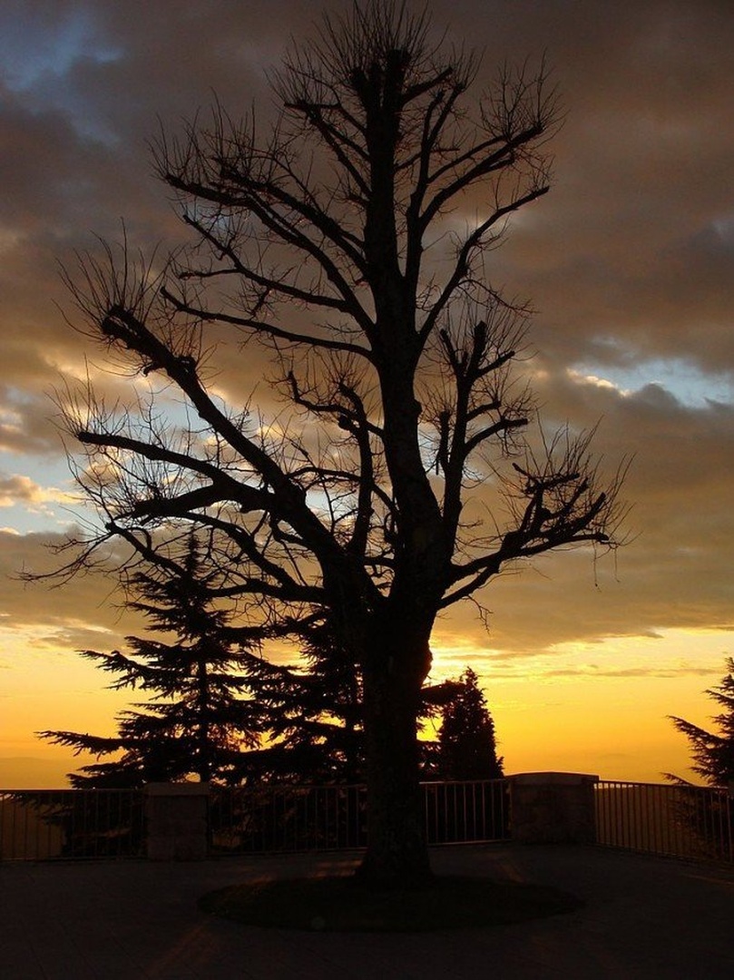 silhueta drevesa by Brane H