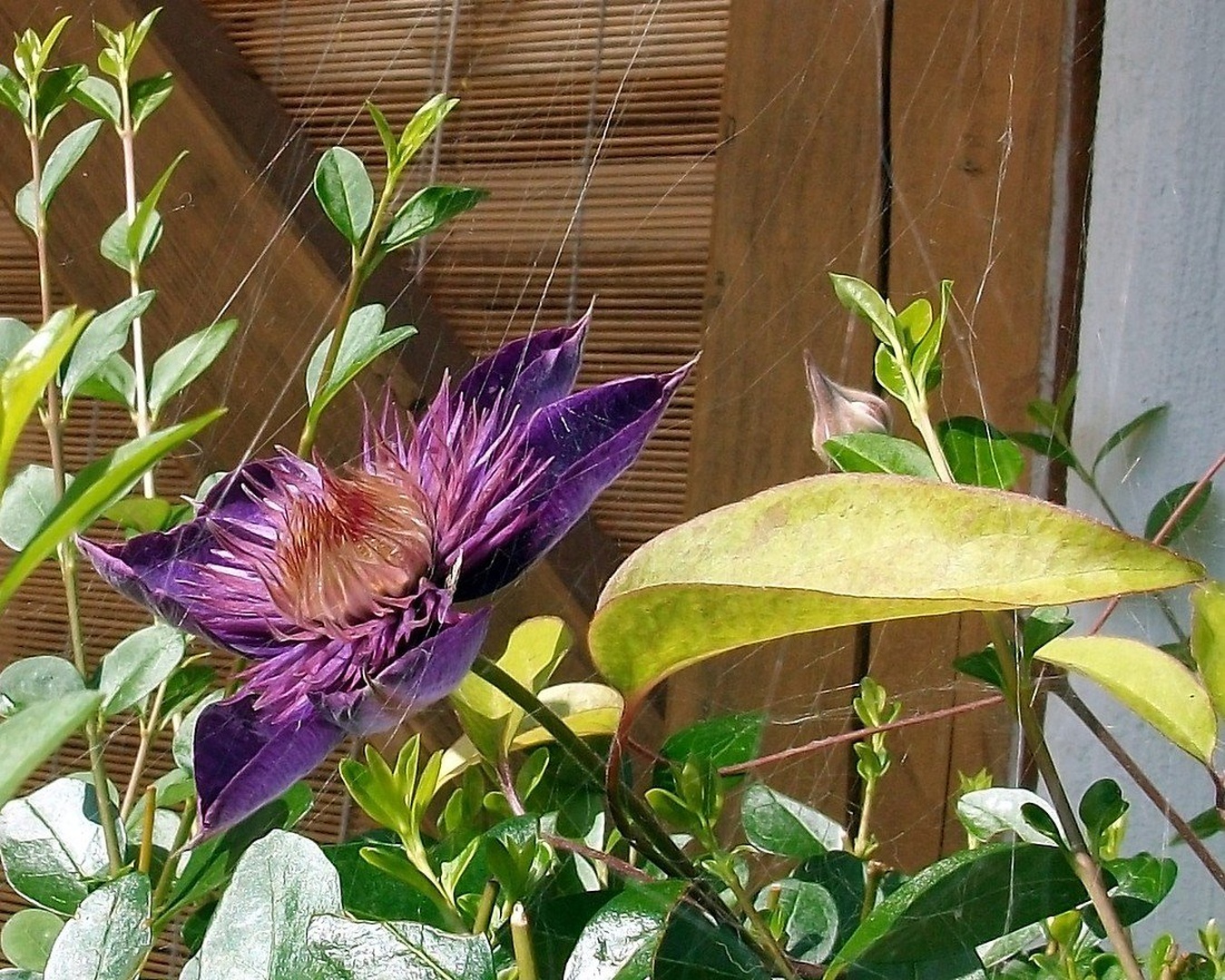Clematis by ZvoneS