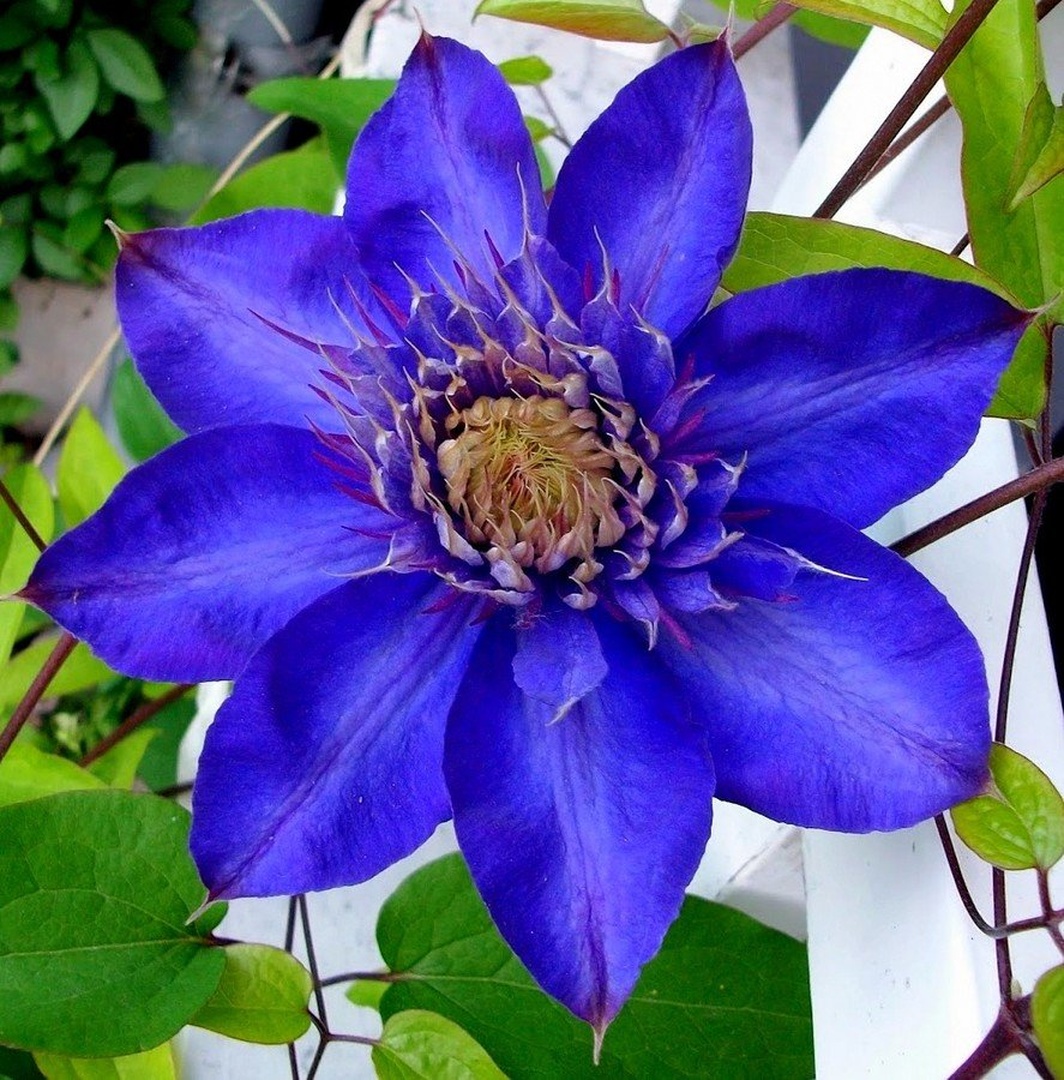 Clematis by ZvoneS