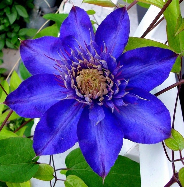 Clematis by ZvoneS