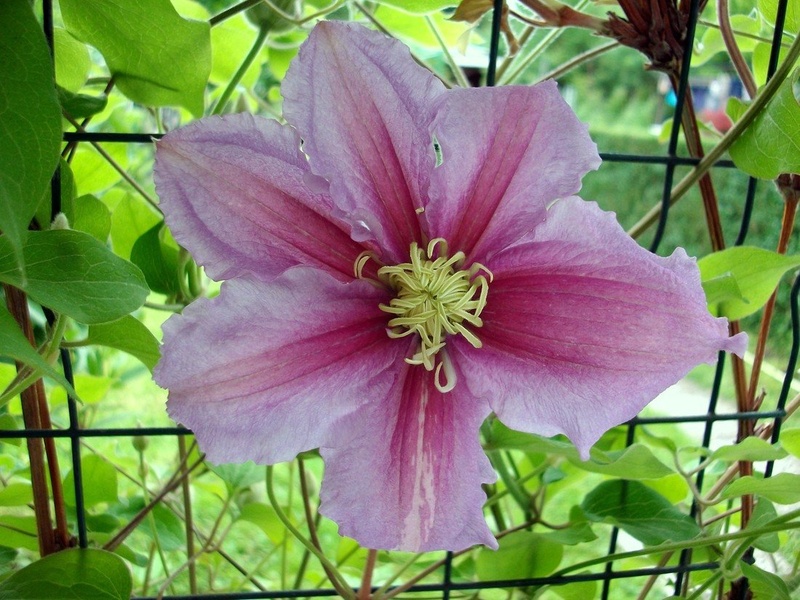 Clematis by ZvoneS