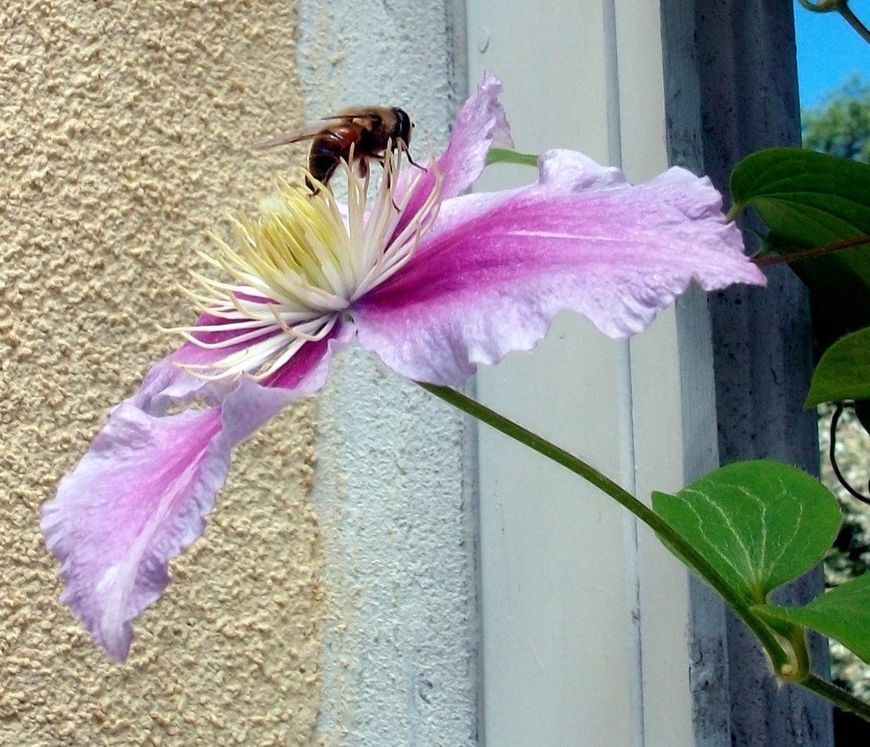 ČEBELA IN CLEMATIS by ZvoneS