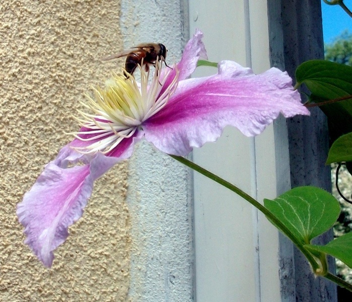 ČEBELA IN CLEMATIS by ZvoneS