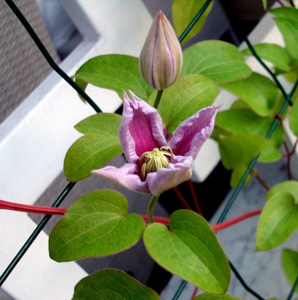 Pozni clematis se odpira by ZvoneS