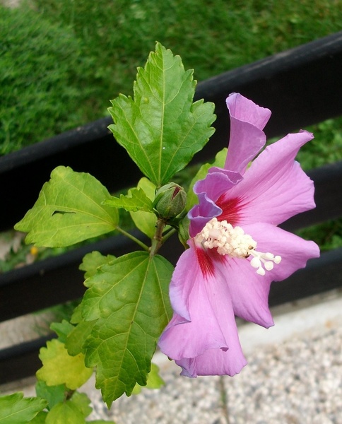 Čudoviti cvet ...HIBISKUS by ZvoneS