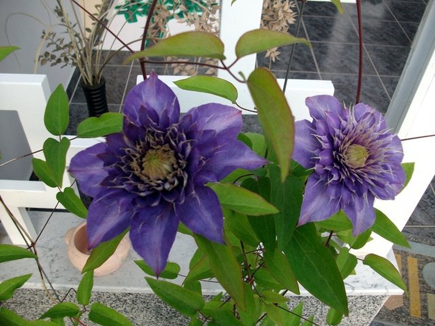 Clematis by ZvoneS