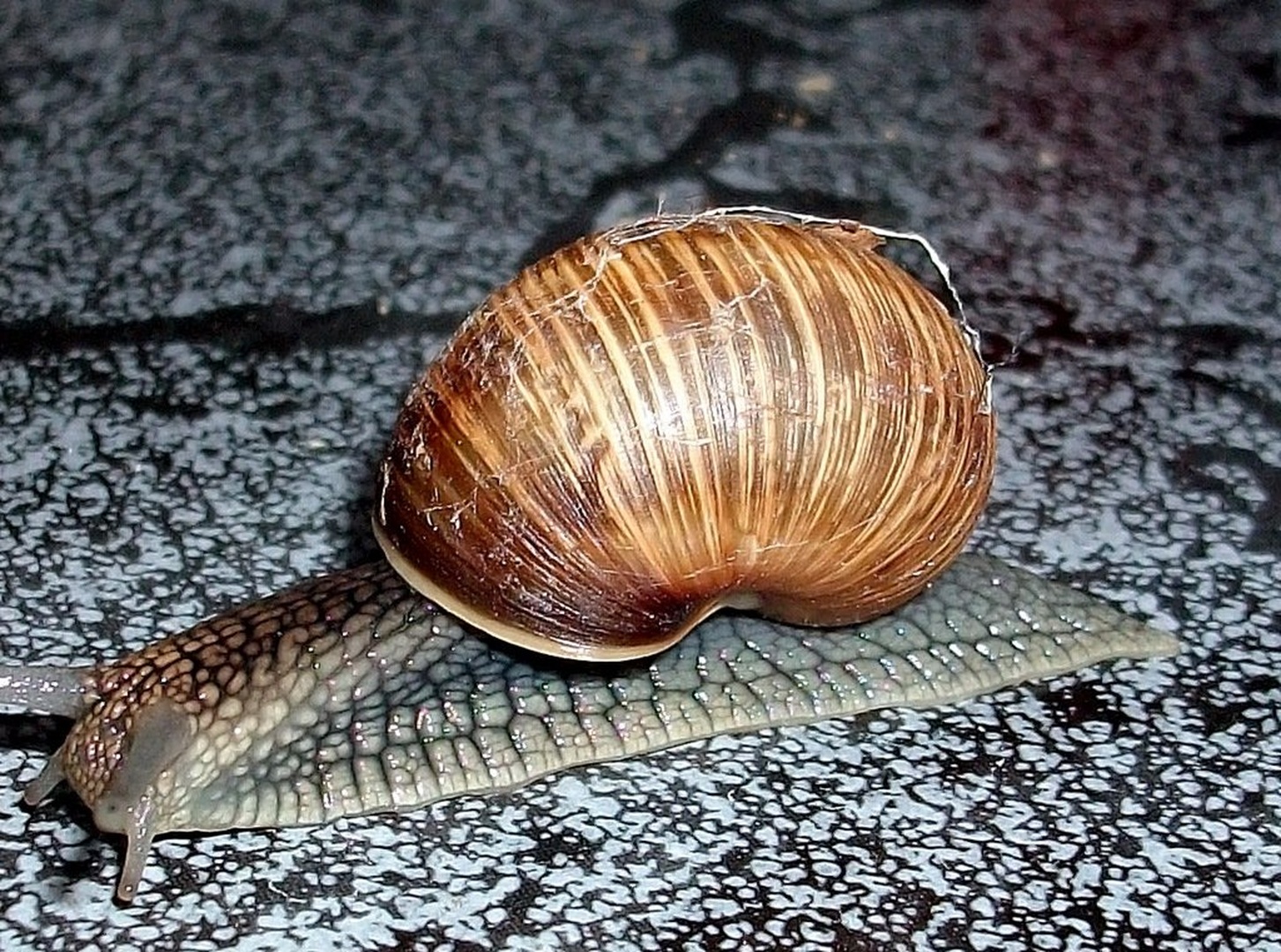 POLŽ by ZvoneS
