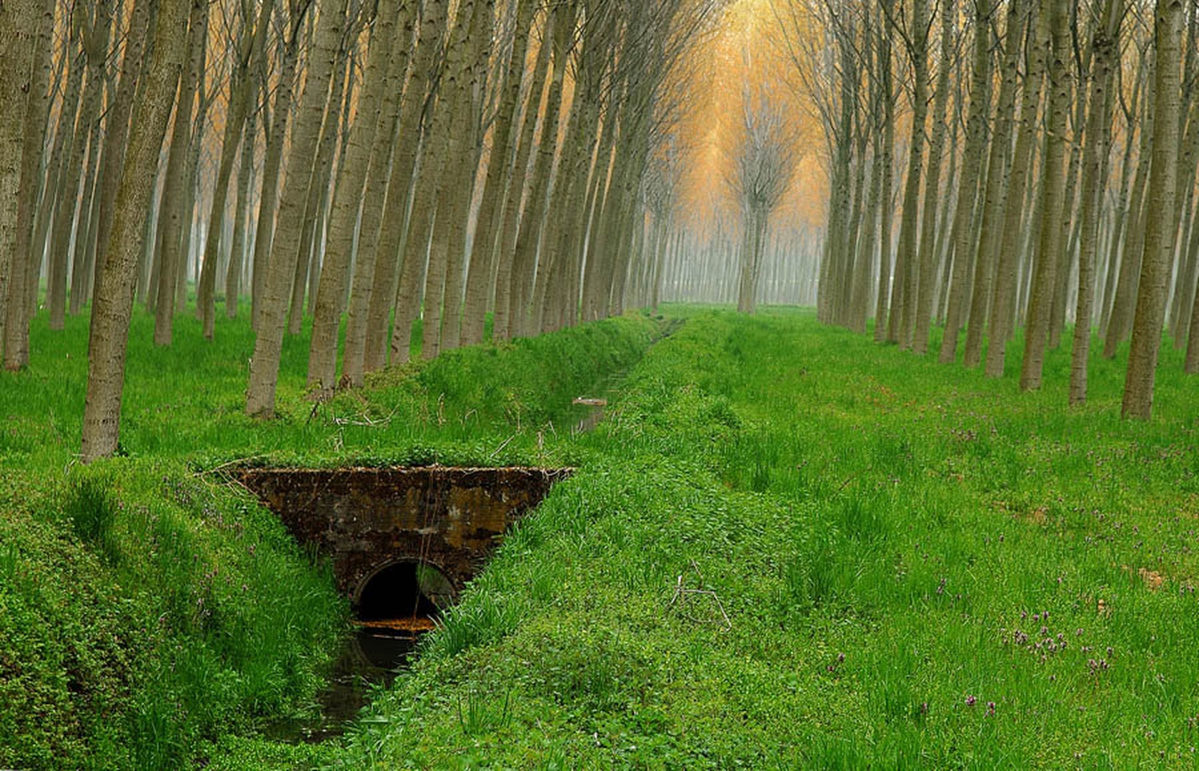 Namesto koga trava zeleni by