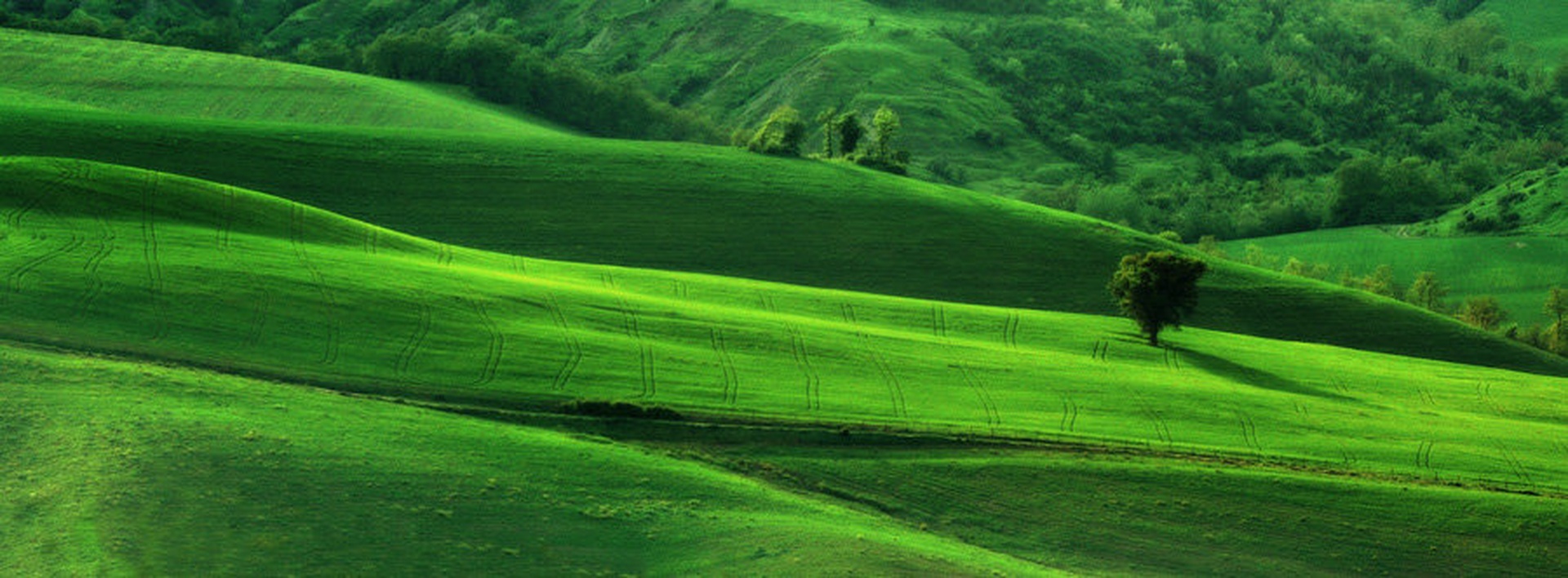 Majsko zelena by